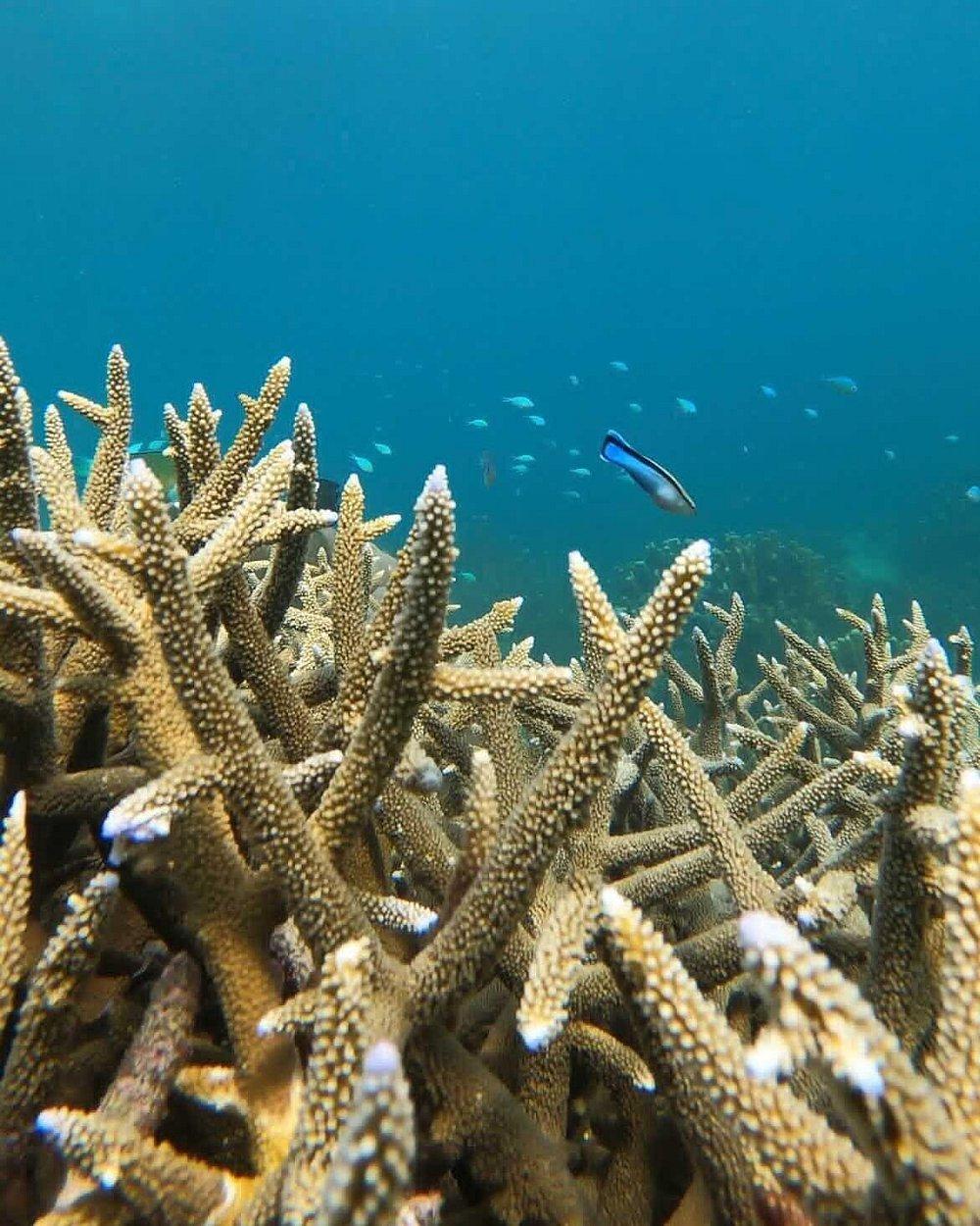 Chumbe Island Coral Park