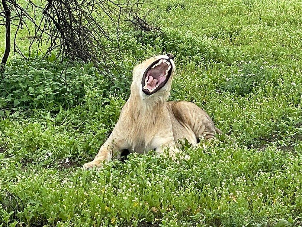 Legendary Serengeti Camp