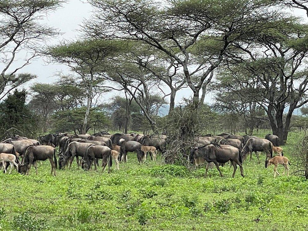 Legendary Serengeti Camp