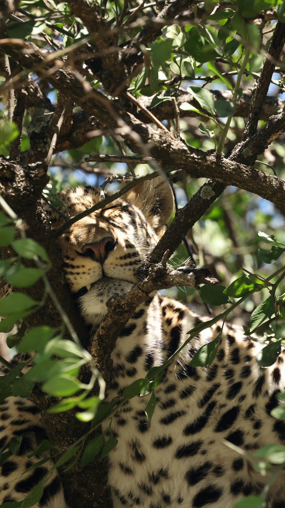 Legendary Serengeti Camp