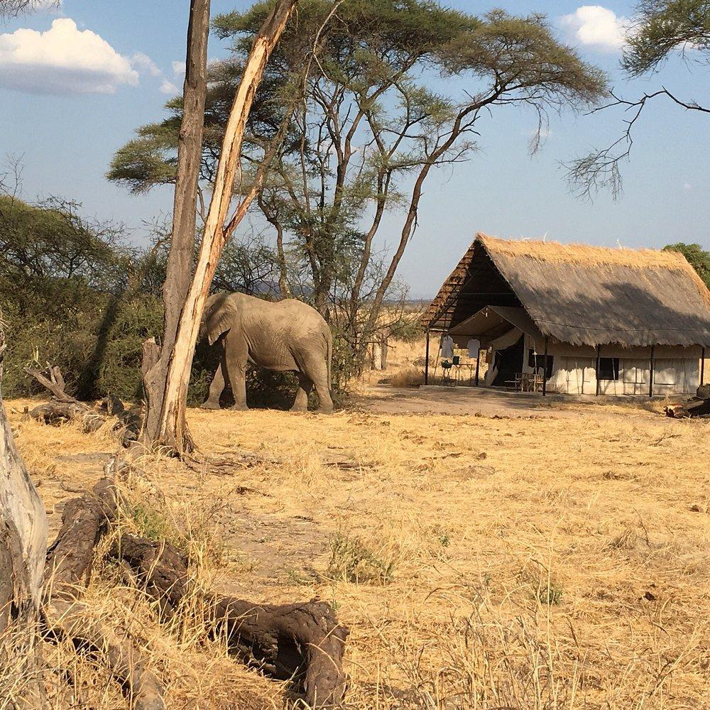 Ruaha River Lodge