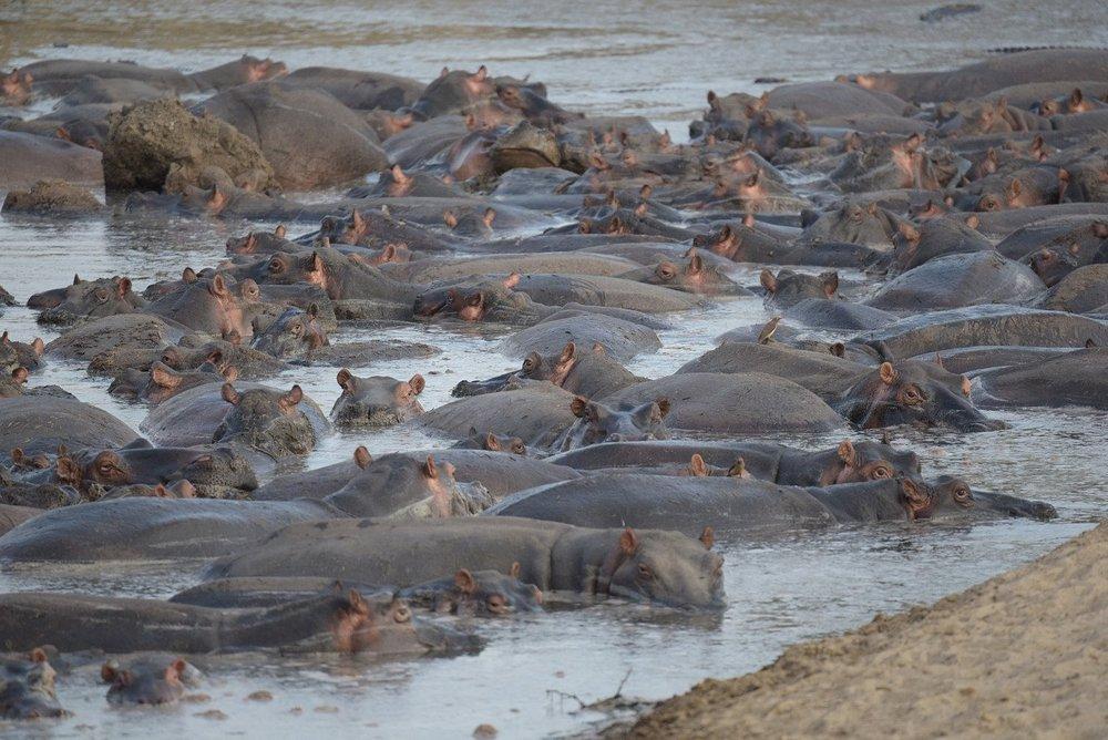 Katavi Wildlife Camp