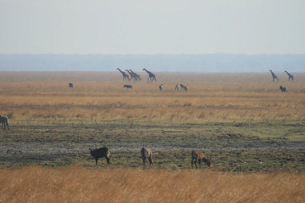 Katavi Wildlife Camp