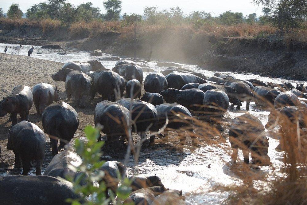 Katavi Wildlife Camp