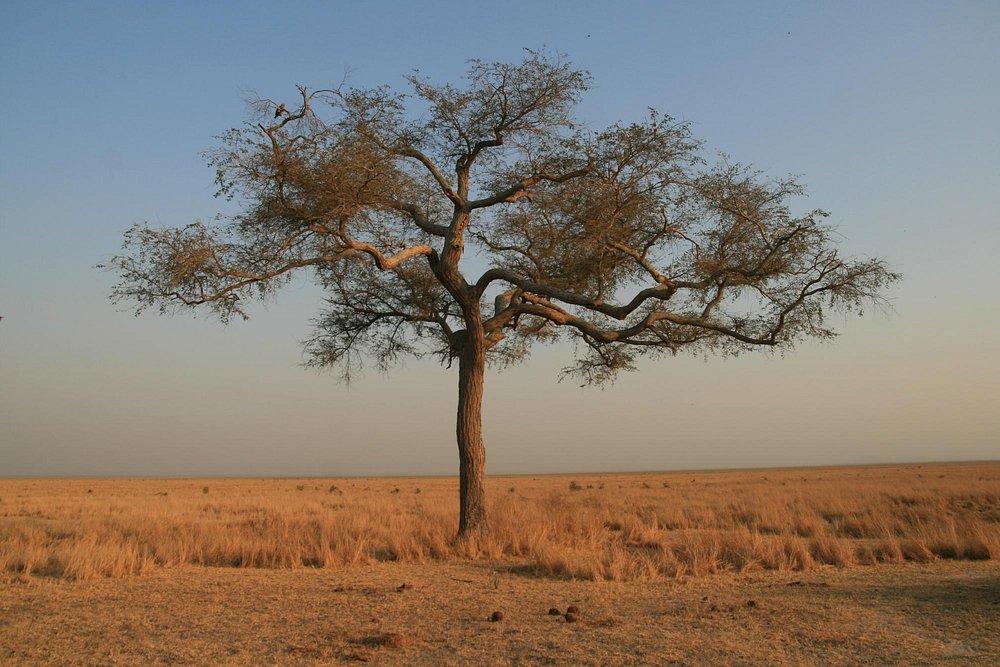 Katavi Wildlife Camp
