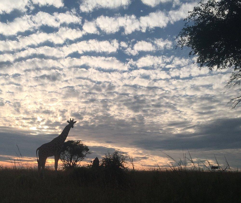 Pakuba Safari Lodge