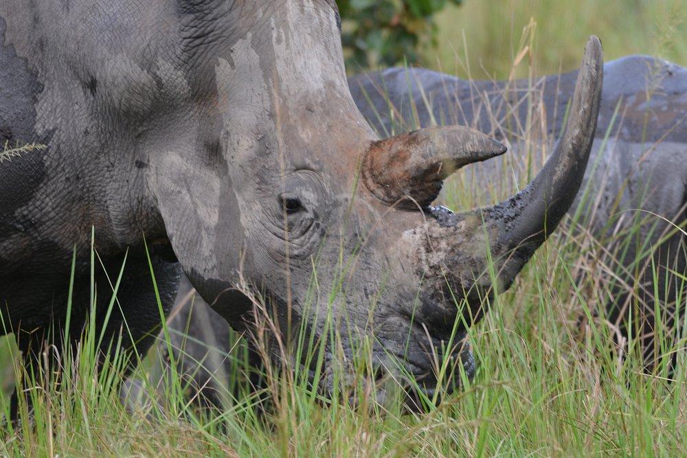 Ziwa Rhino Sanctuary