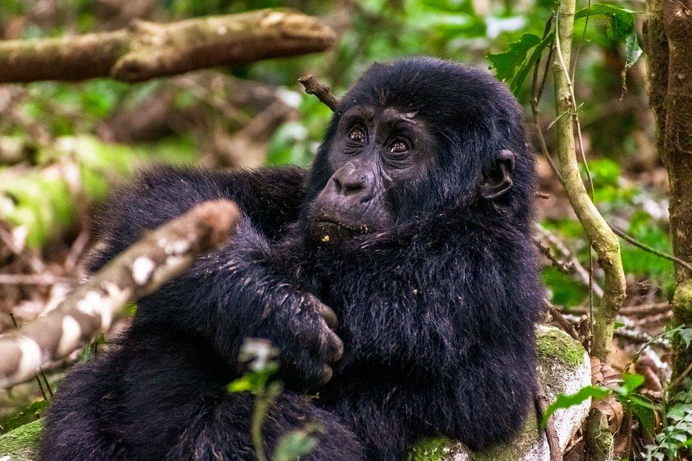 Gorilla Heights Lodge