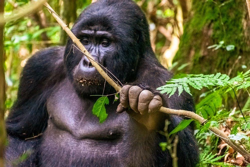 Gorilla Heights Lodge