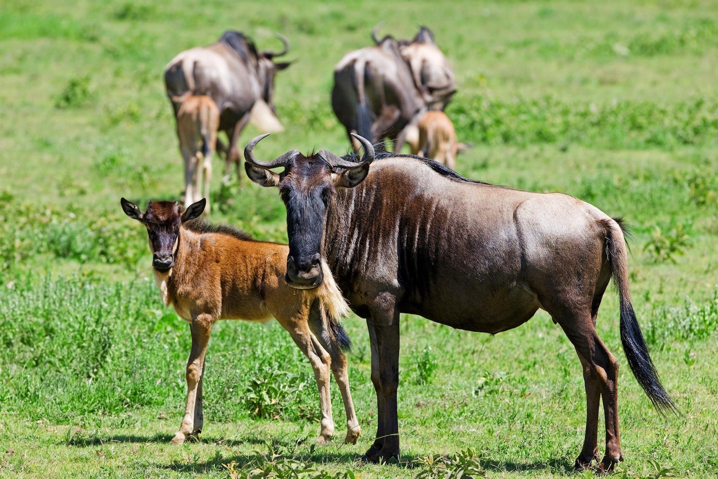 Serengeti National Park