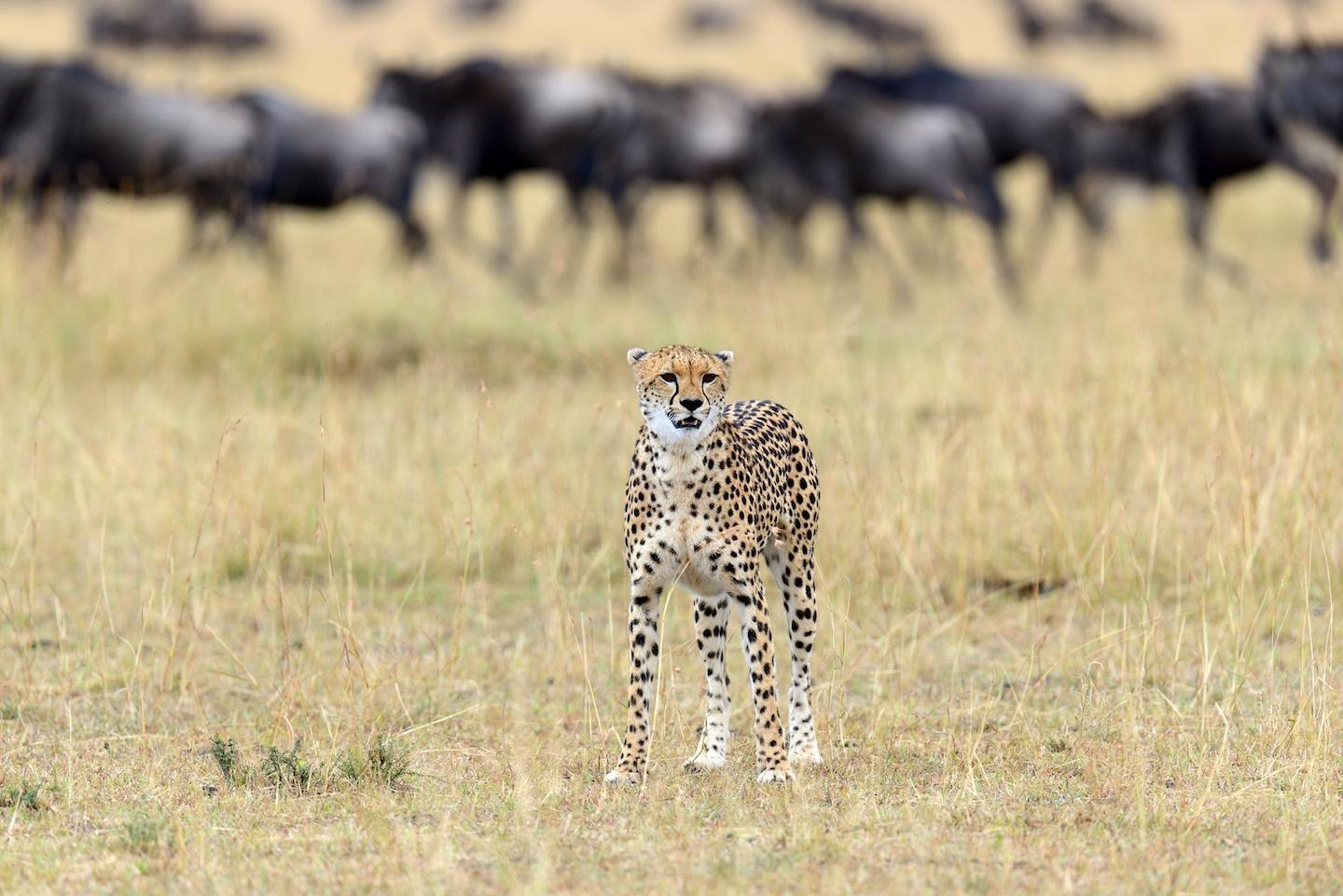 Serengeti National Park