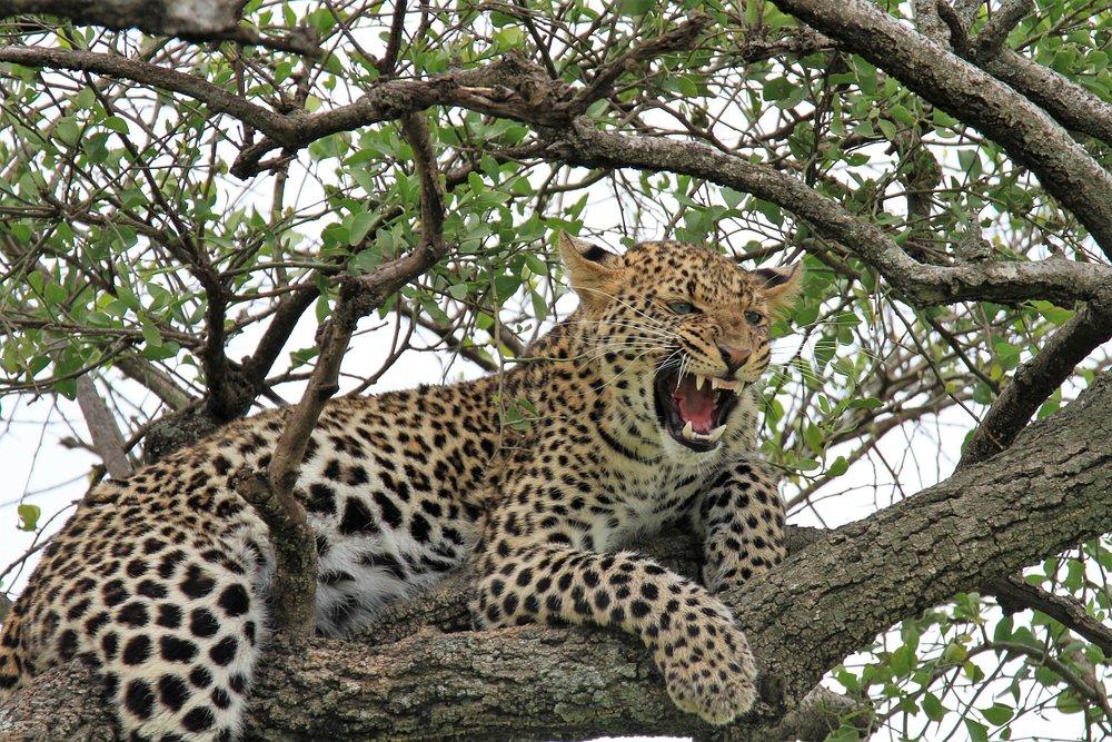 Siria Tented Camp