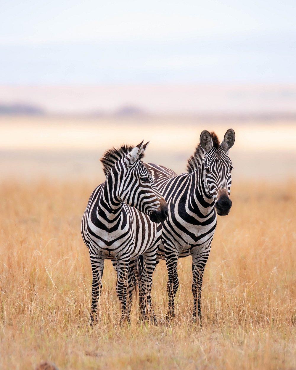 Mara West Camp