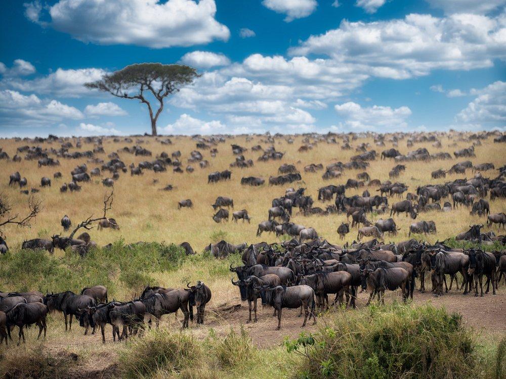 Mara West Camp