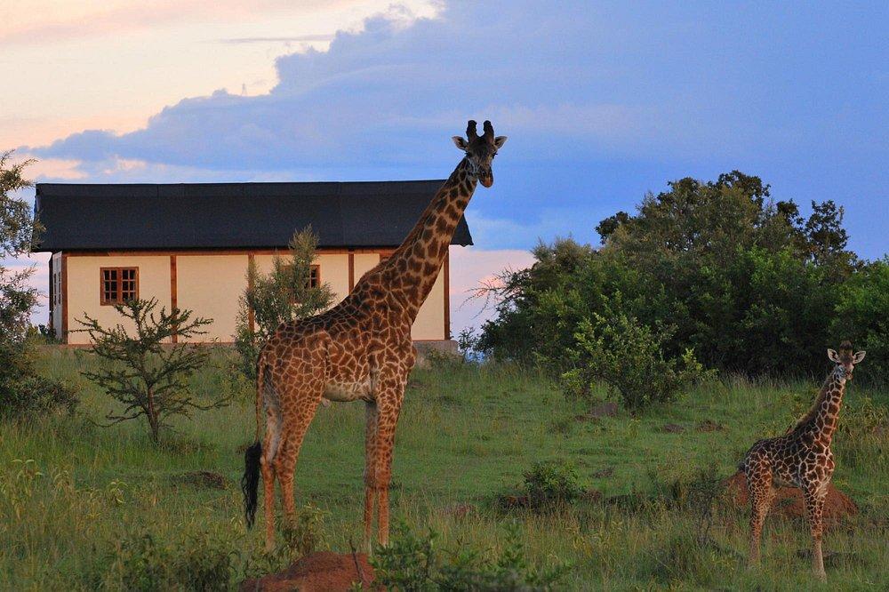 Mara West Camp