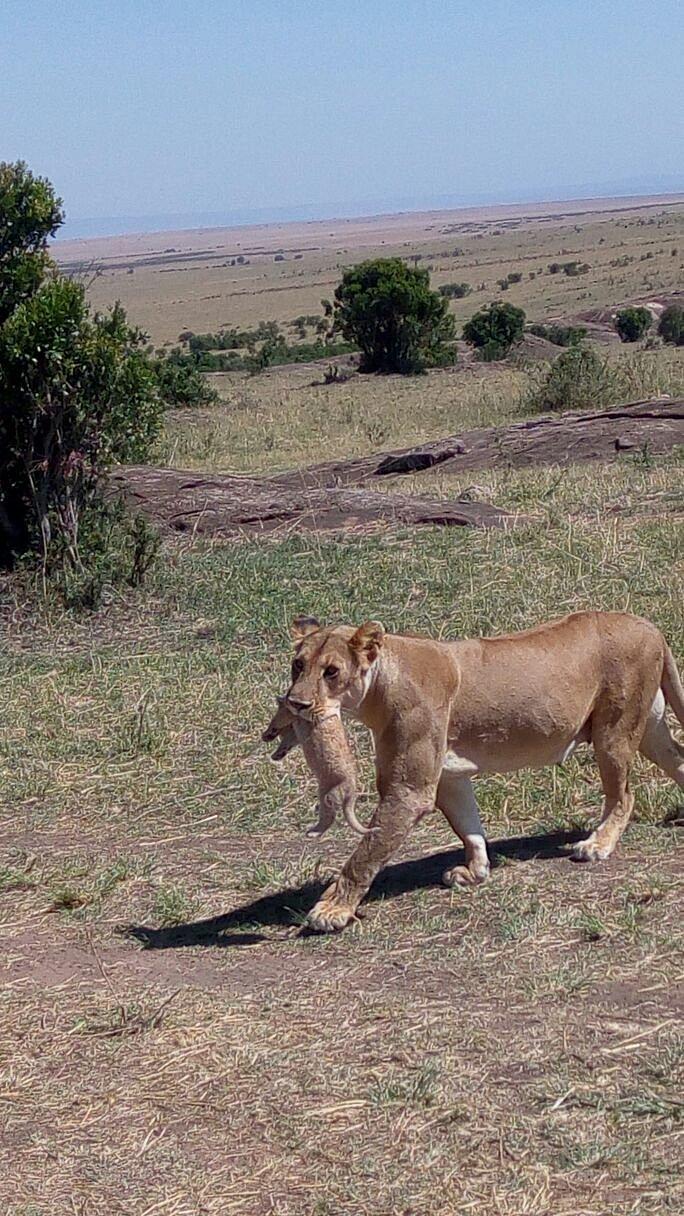 Cottars Bush Villa