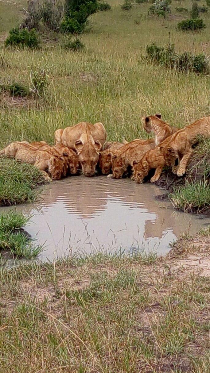 Cottars Bush Villa