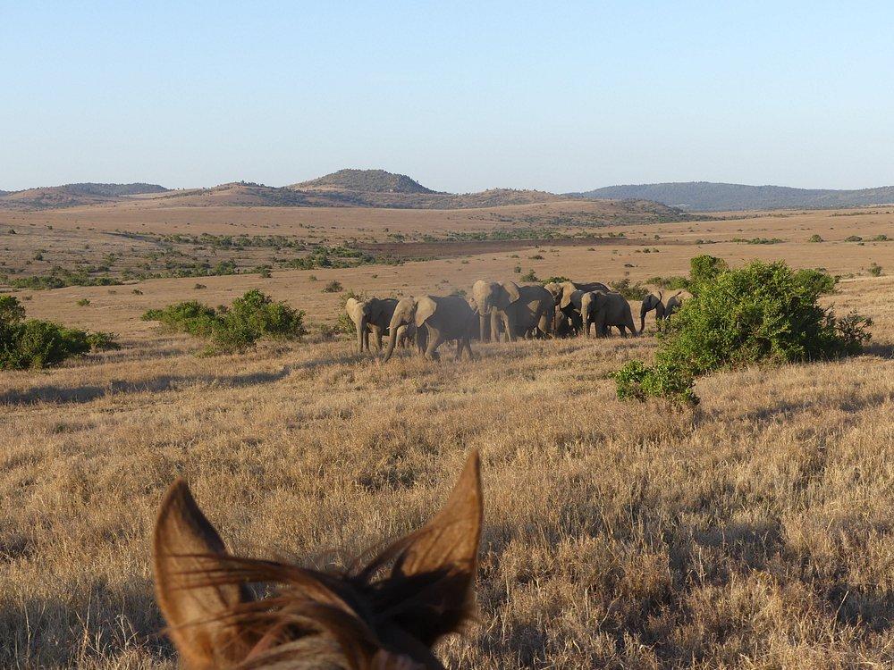 Borana Lodge