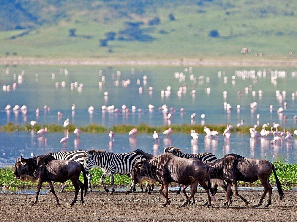 Highlands Camp Ngorongoro