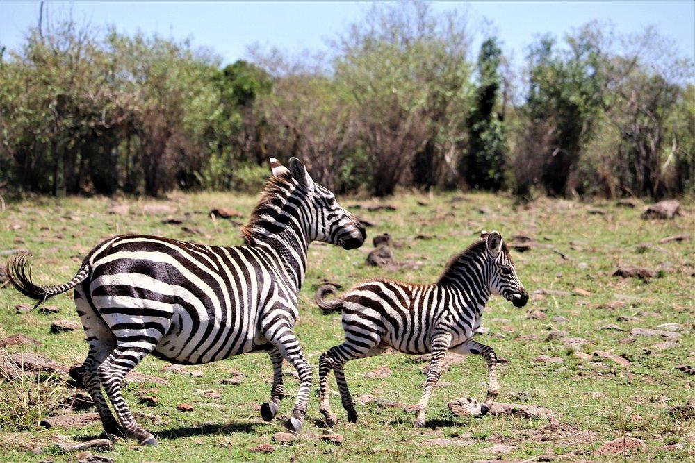 Alex Walker Serian Serengeti