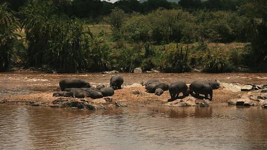 Alex Walker Serian Serengeti