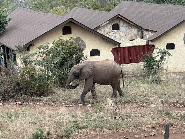 Tarangire Balloon Camp