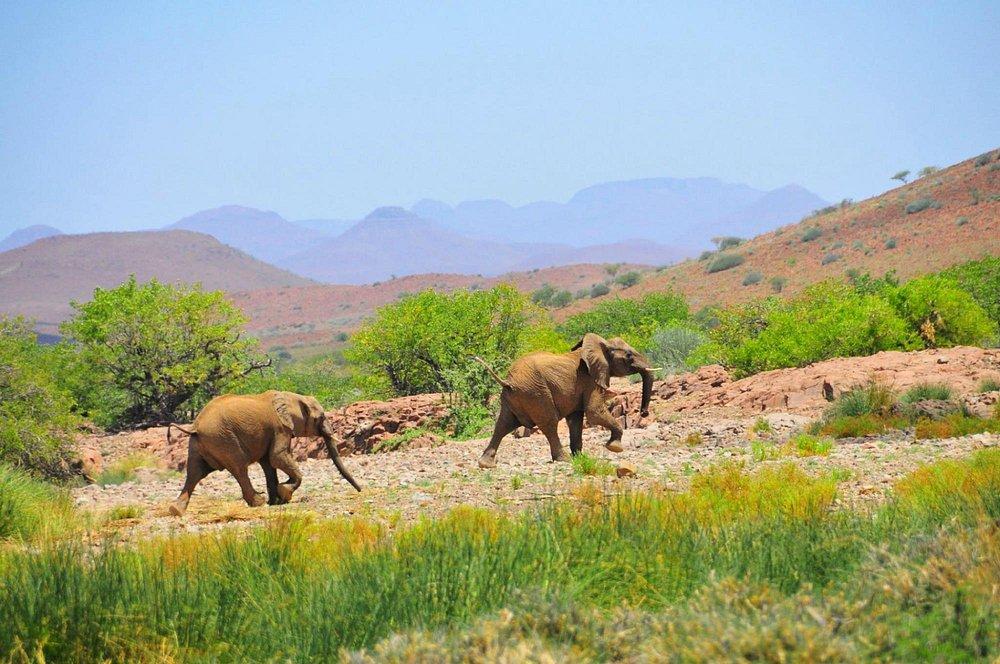 Desert Rhino Camp