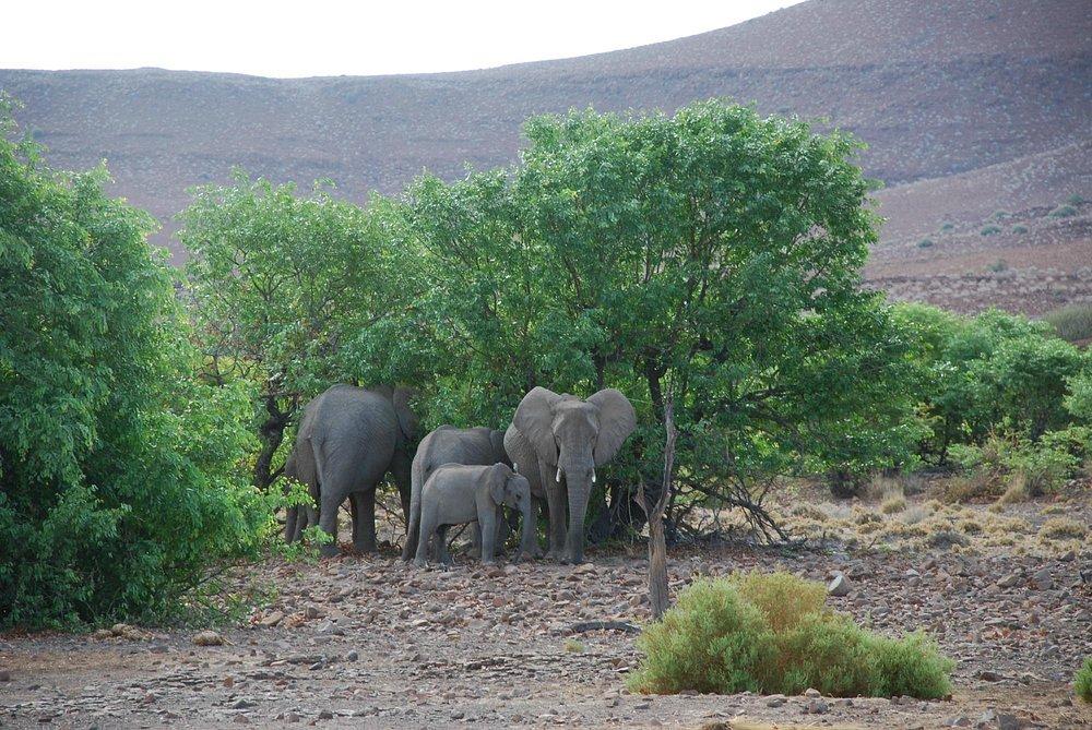 Desert Rhino Camp