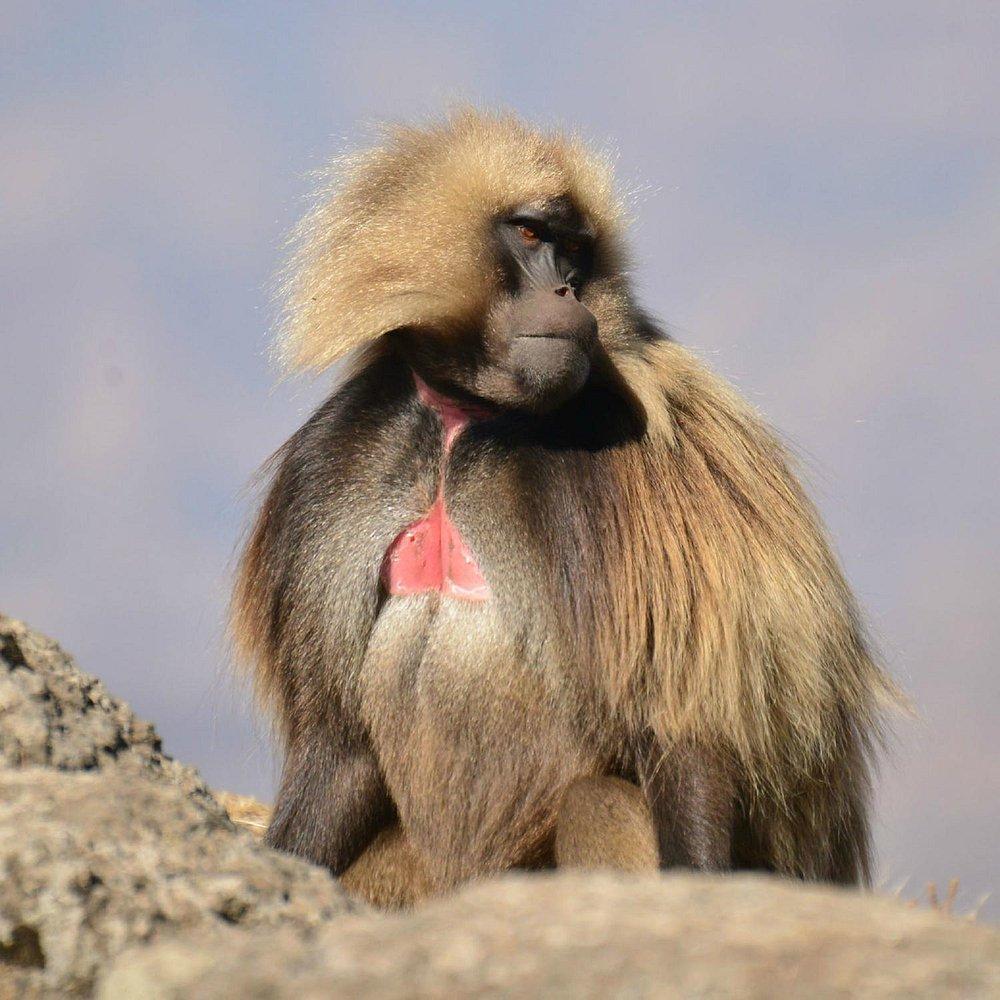 Simien Lodge