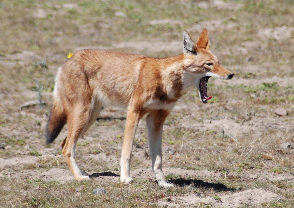 Simien Lodge