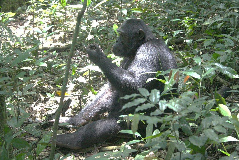 Chimpanzee Lodge