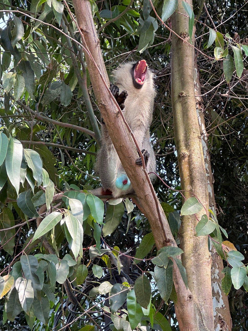Chimpanzee Lodge