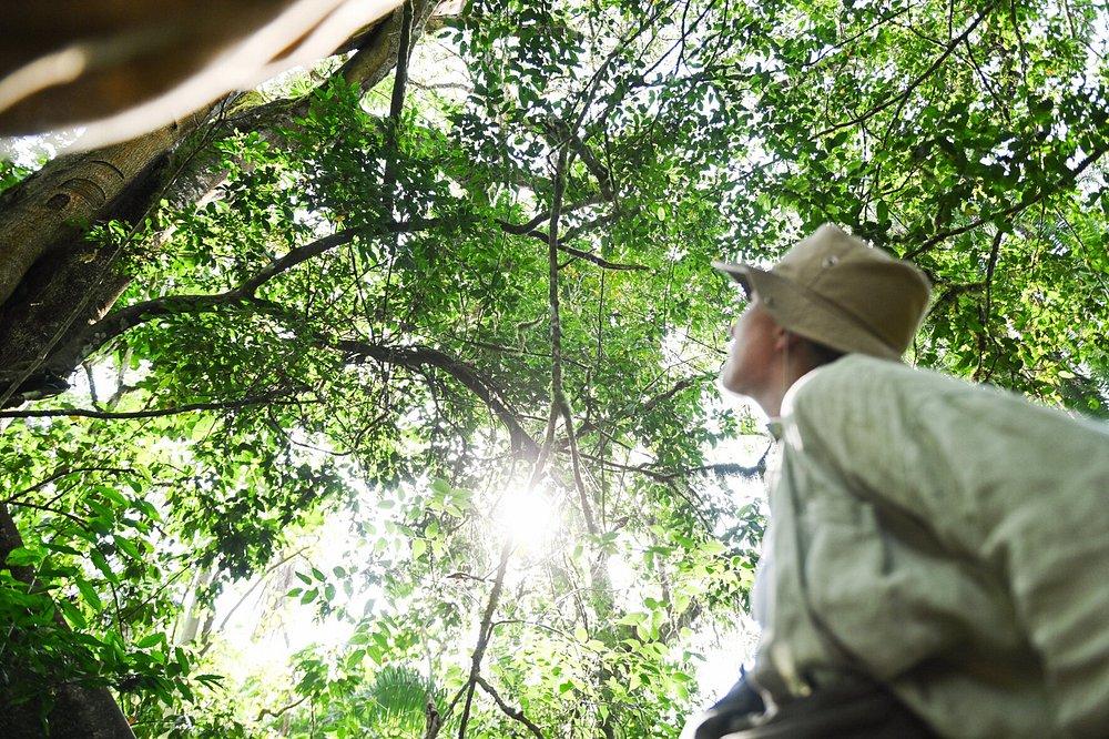 Turaco Tree Tops