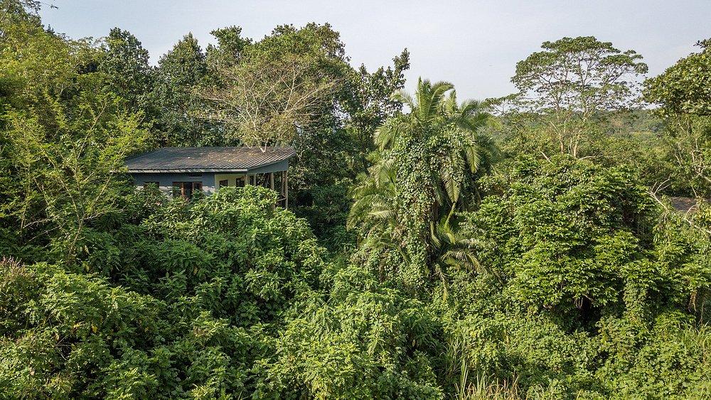 Turaco Tree Tops