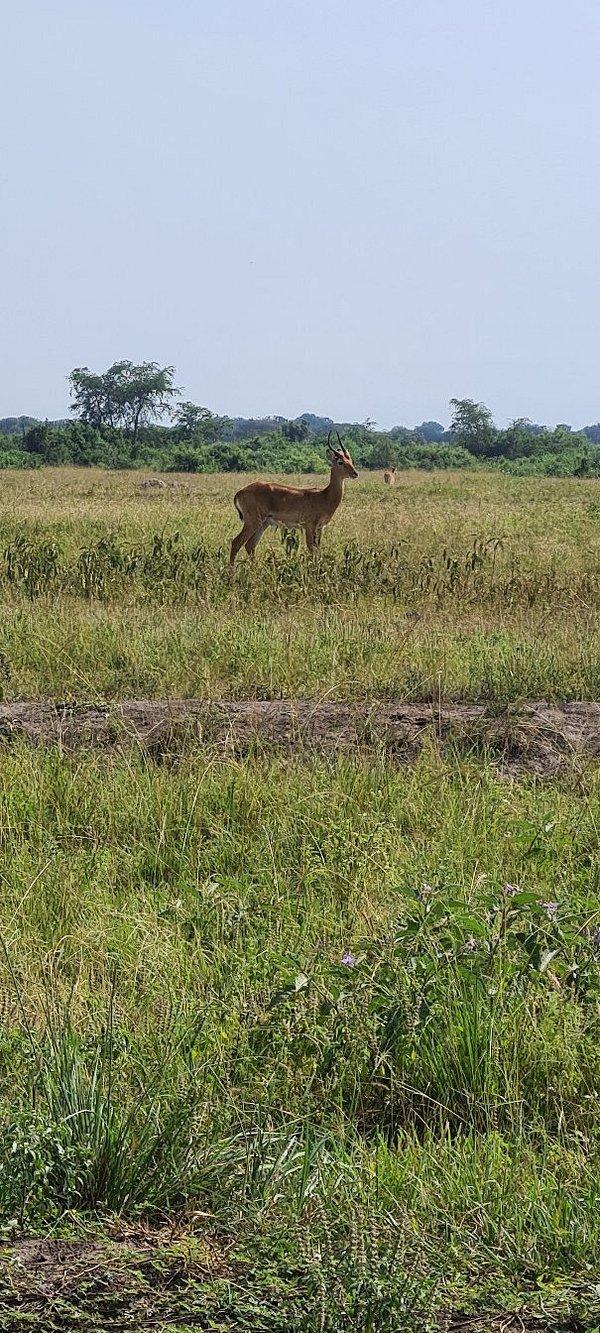 Kikorongo Safari Lodge