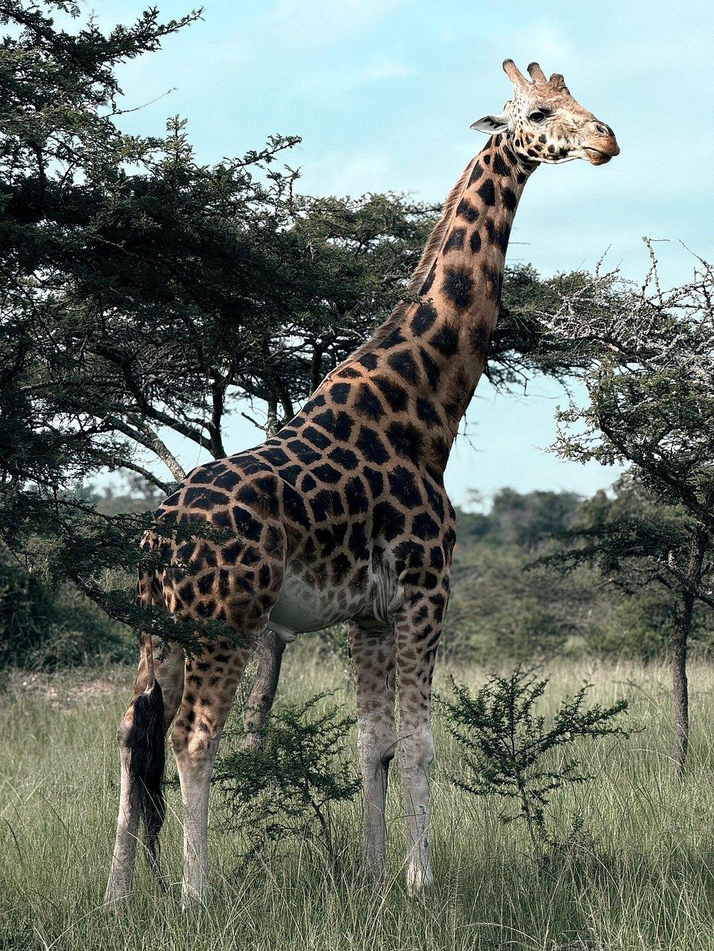 Kigarama Wilderness Lodge