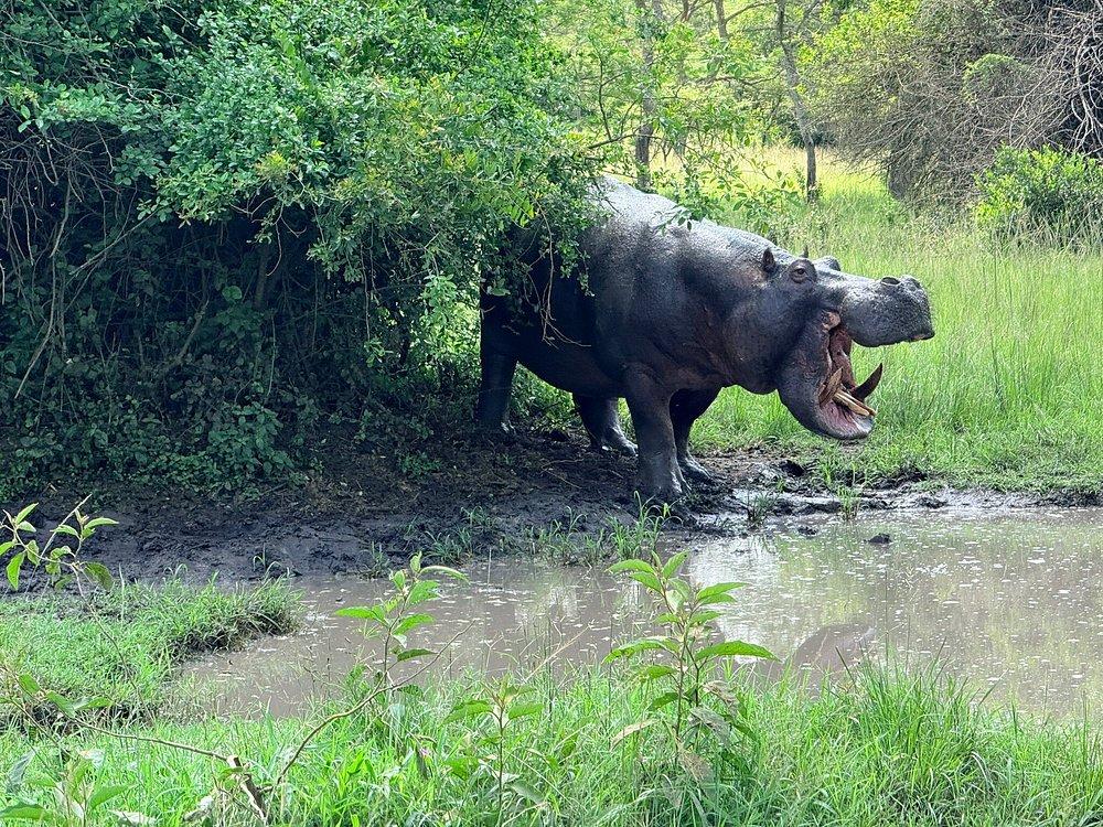 Kigarama Wilderness Lodge