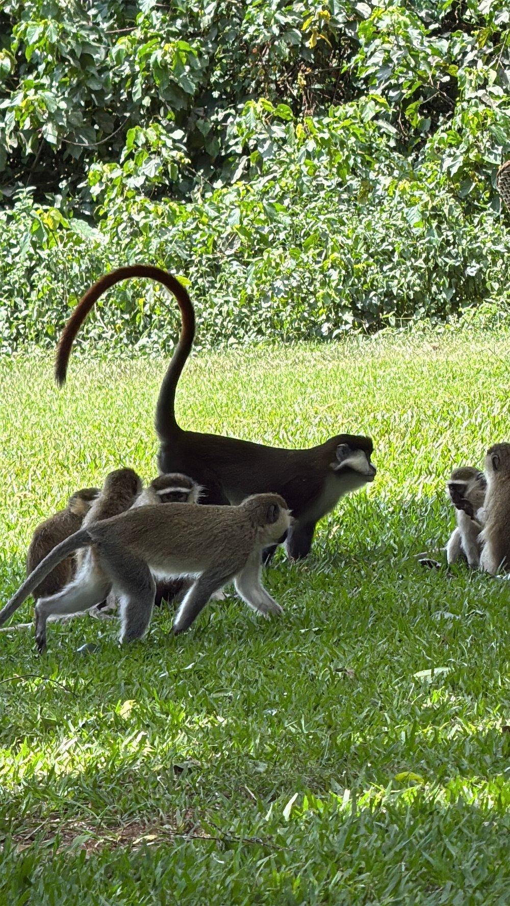 Entebbe Forest Lodge