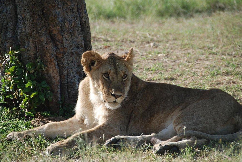 Mara Ngenche Safari Camp