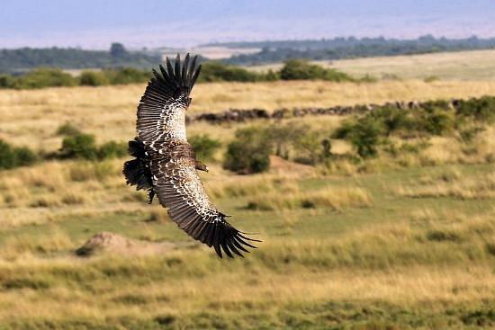 Mara Ngenche Safari Camp
