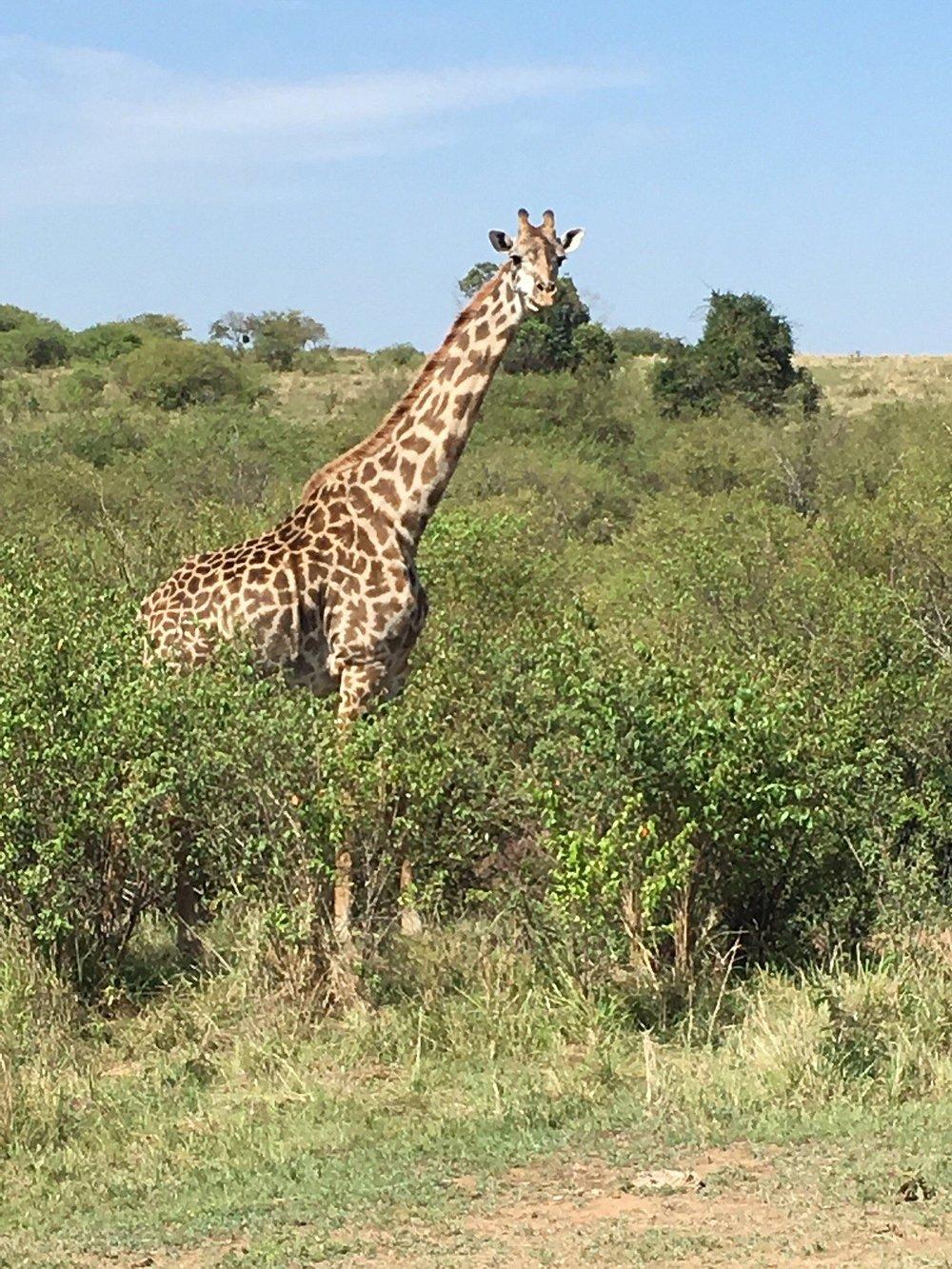 Mara Ngenche Safari Camp