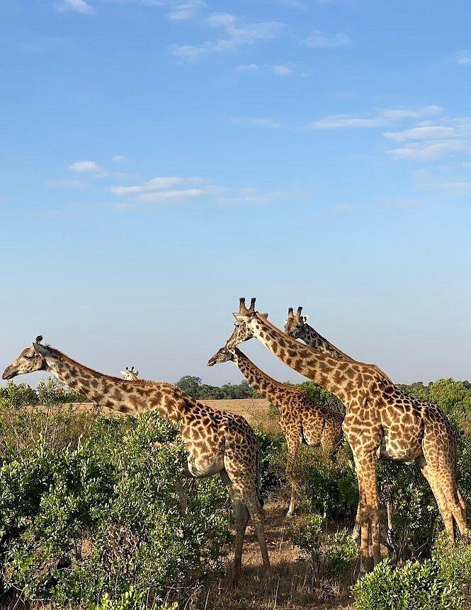 AA Lodge Masai Mara
