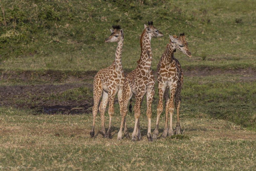 Entumoto Safari Camp