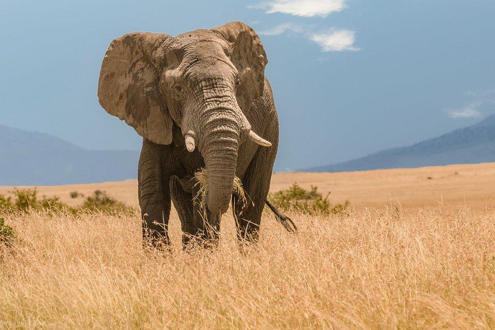 Entumoto Safari Camp