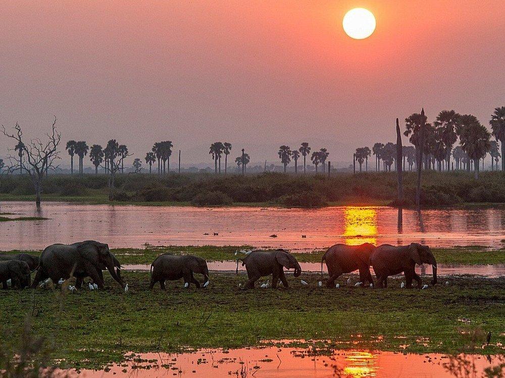 Roho ya Selous