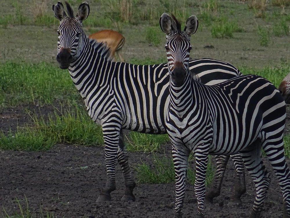 Selous Impala Camp