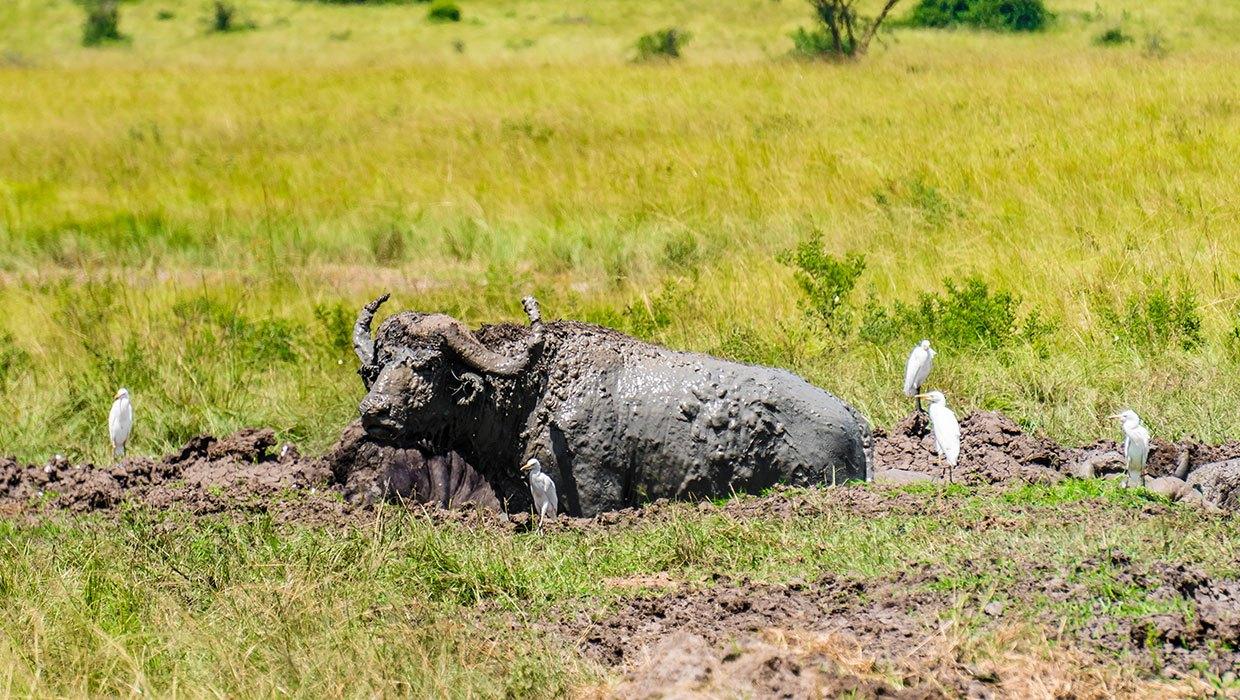 Mweya Safari Lodge