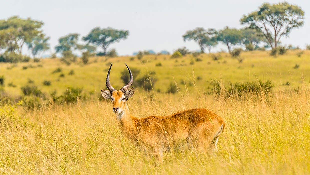 Mweya Safari Lodge
