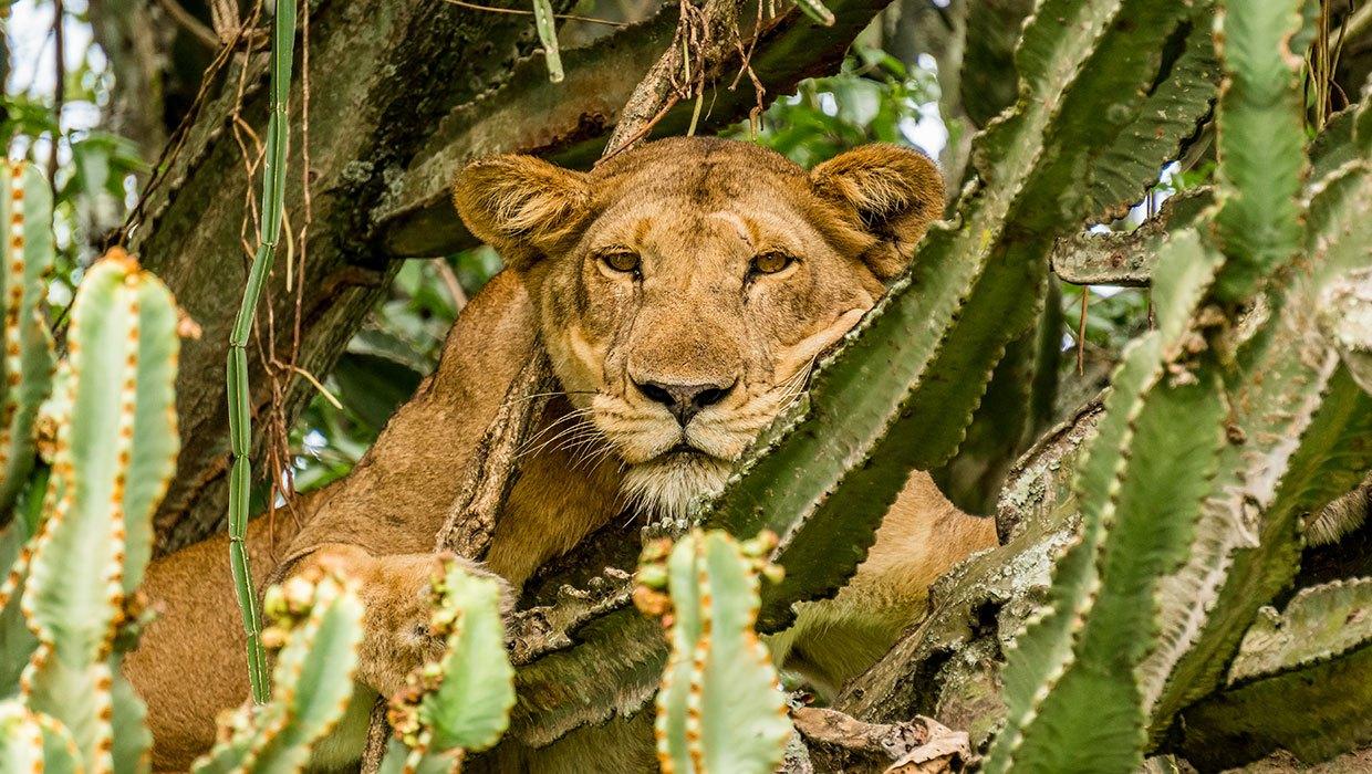 Mweya Safari Lodge