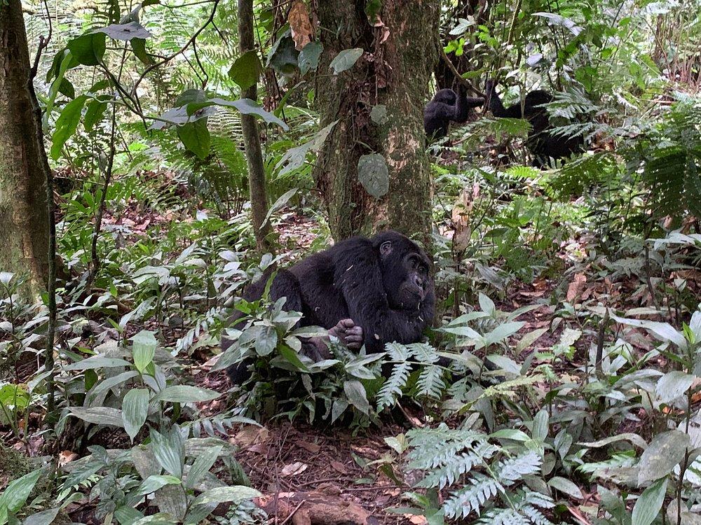 Bwindi Lodge